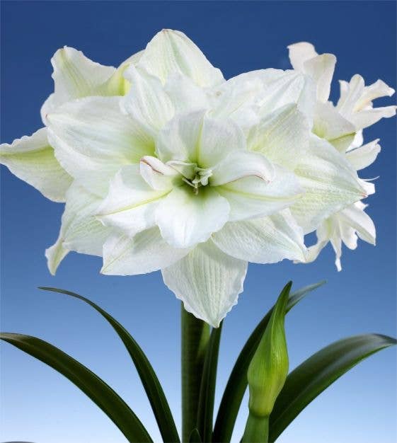 Double White Amaryllis Bulb