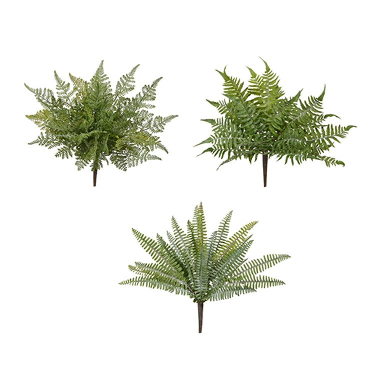 16 Fern Bush