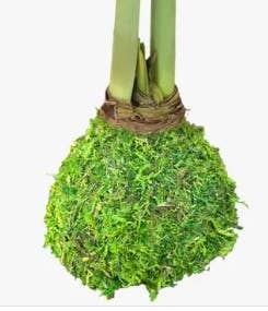 Double White Amaryllis Bulb